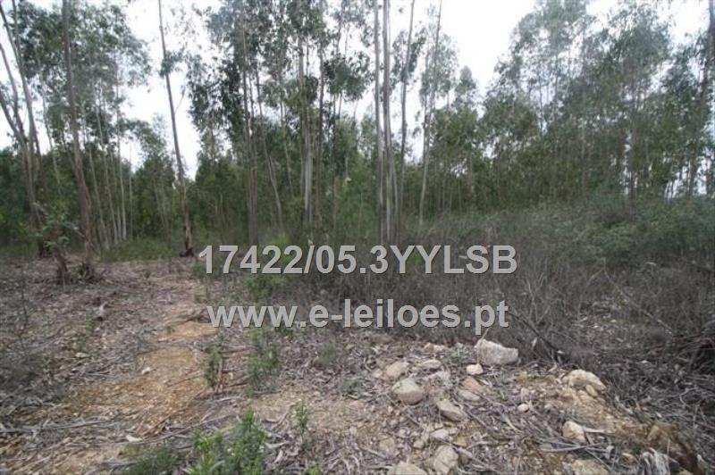 Lot view 1