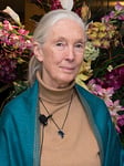 Portrait of Jane Goodall