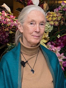 Portrait of Jane Goodall