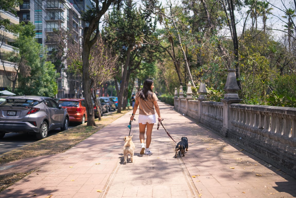 A person walks two dogs down a shaded, tree-lined city sidewalk (Photo by Julio Lopez)