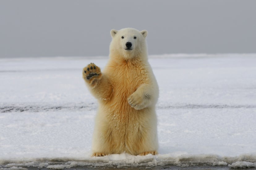 A polar bear in the Arctic lifting one paw as if to wave to the camera