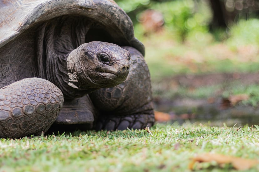 A Giant Tortoise in the Galapagos 