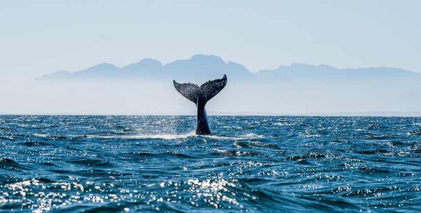 a whale's tail popping up out of the ocean