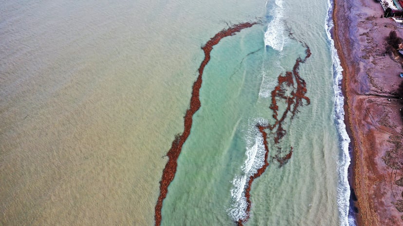 A coastal oil spill