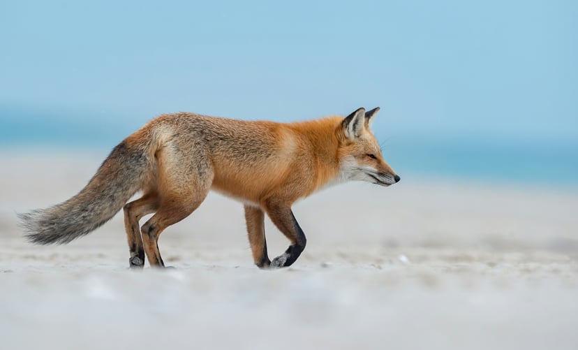 A red fox walking along a beach with the ocean in the background