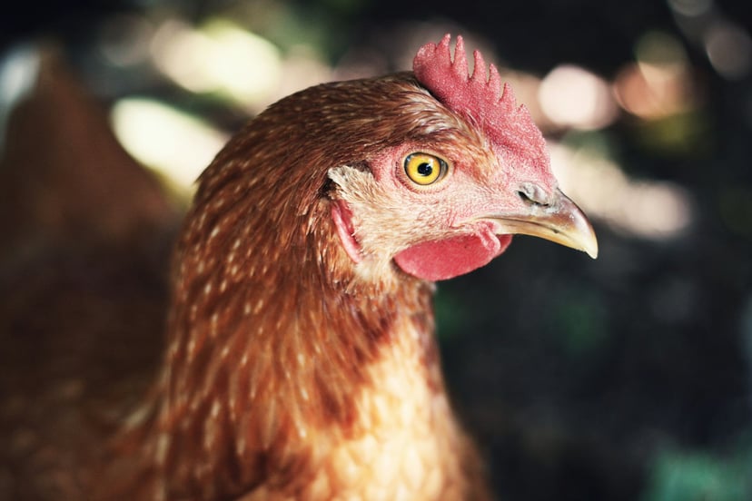 Close up of a rooster