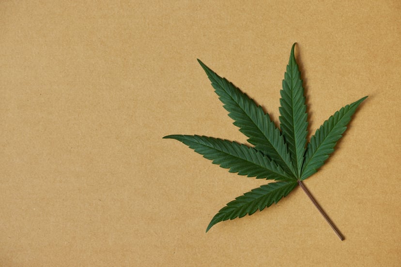 A marajuana leaf