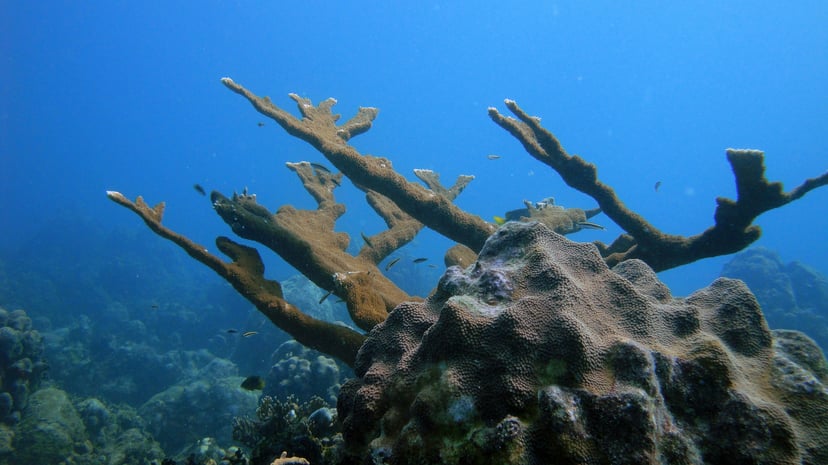 Elkhorn coral on the seabed