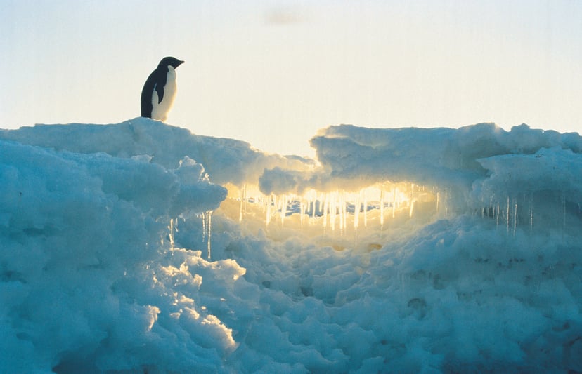 A penguin standing on an ice flow at sunset in Antarctica