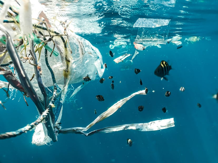 Fish swimming around plastic tangled around marine plants 