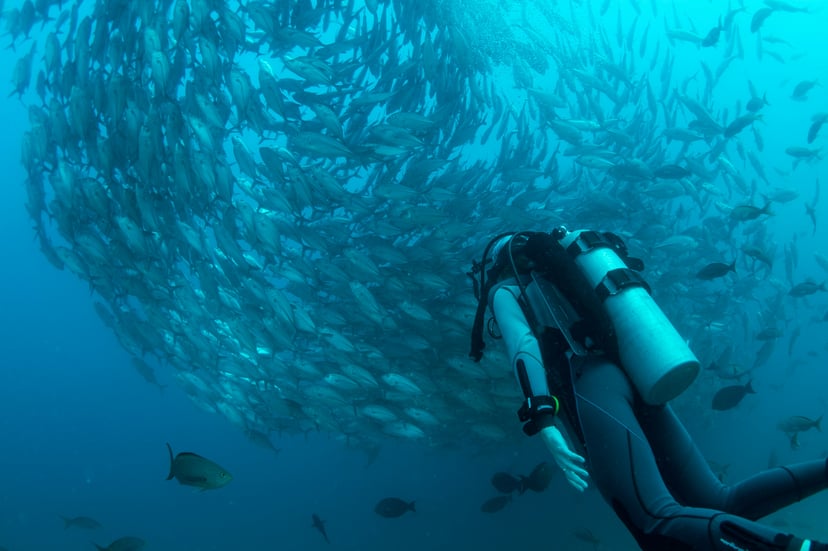 a scuba diver swimming into a shoal of fish