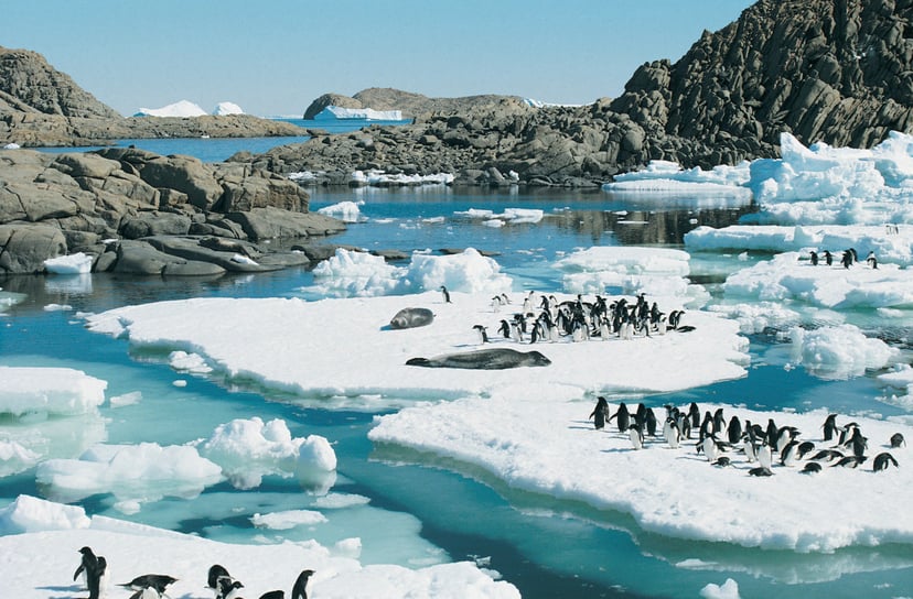 Penguins and seals on ice caps in Antarctica