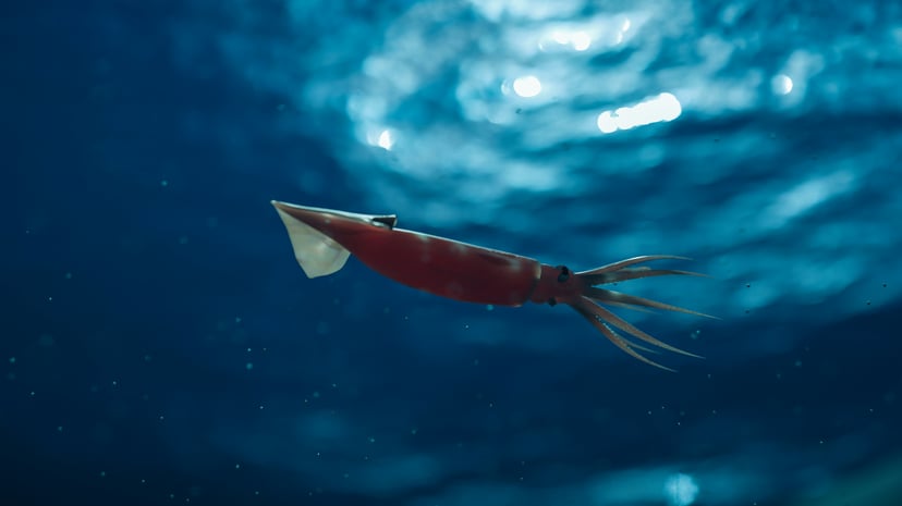 Krill swimming in the ocean