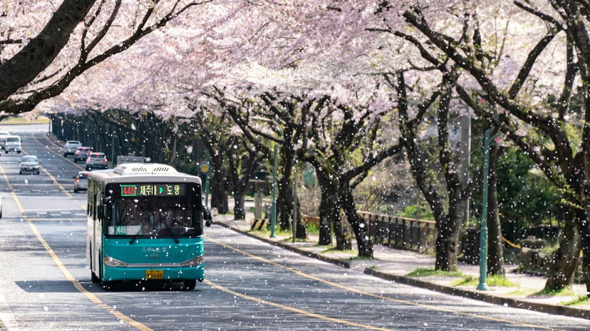 A bus in South Korea traveling under cherry blossoms