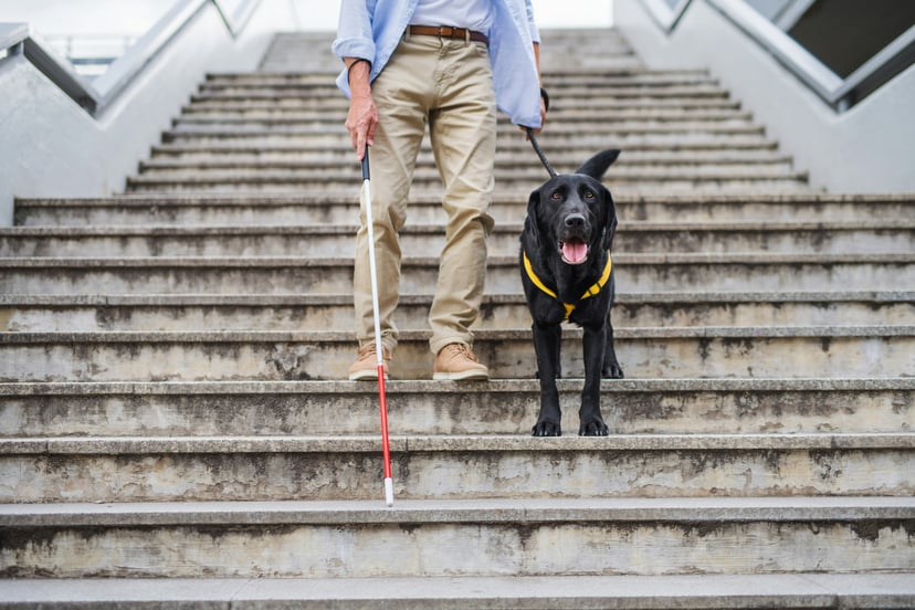 A black Labrador guide dog helping a blind man walk down steps
