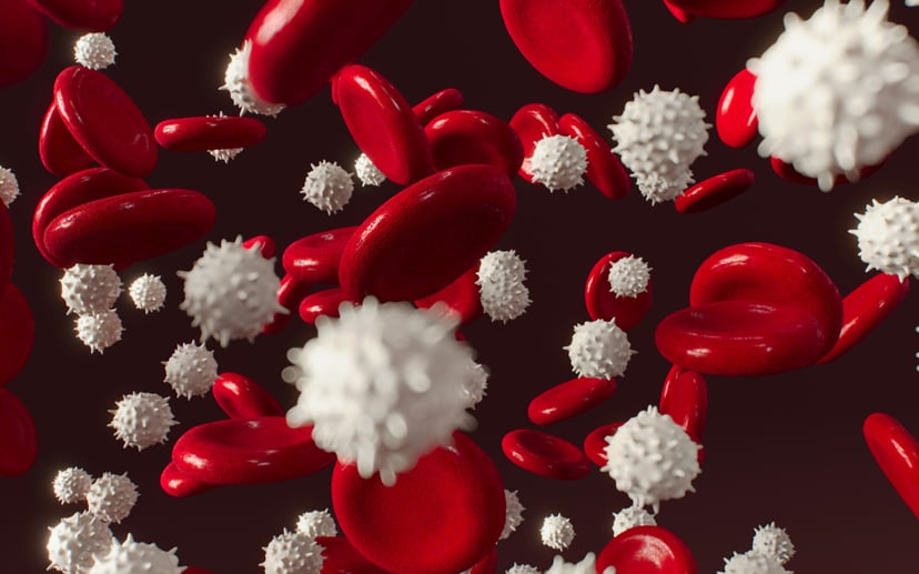 A close up of red and white blood cells