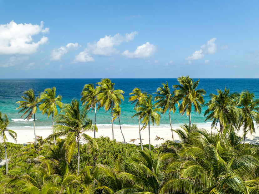 Palm trees on a tropical sandy beach in The Bahamas 