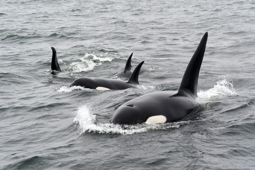 A pod of orca whales