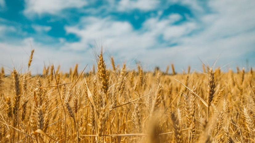 Wheat in a field