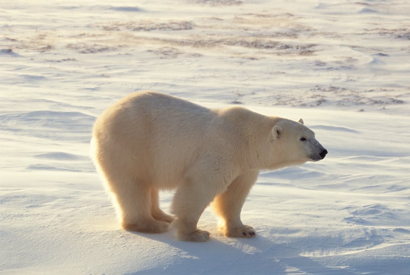 A polar bear at the North Pole