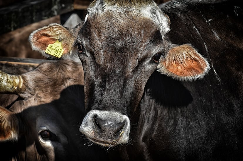 cows as livestock with tags in their ears
