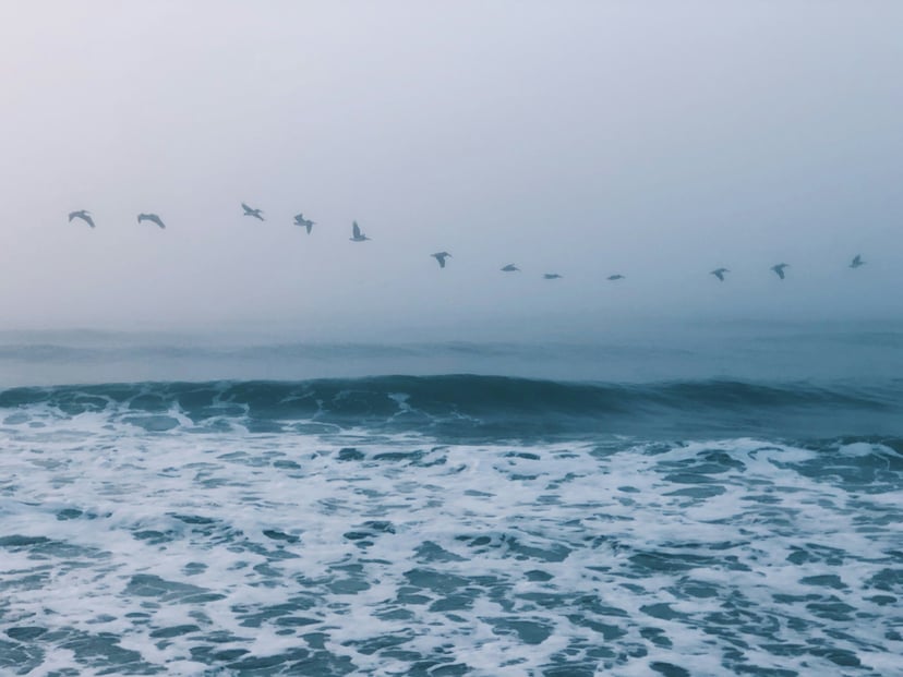 birds in a foggy sky at sea