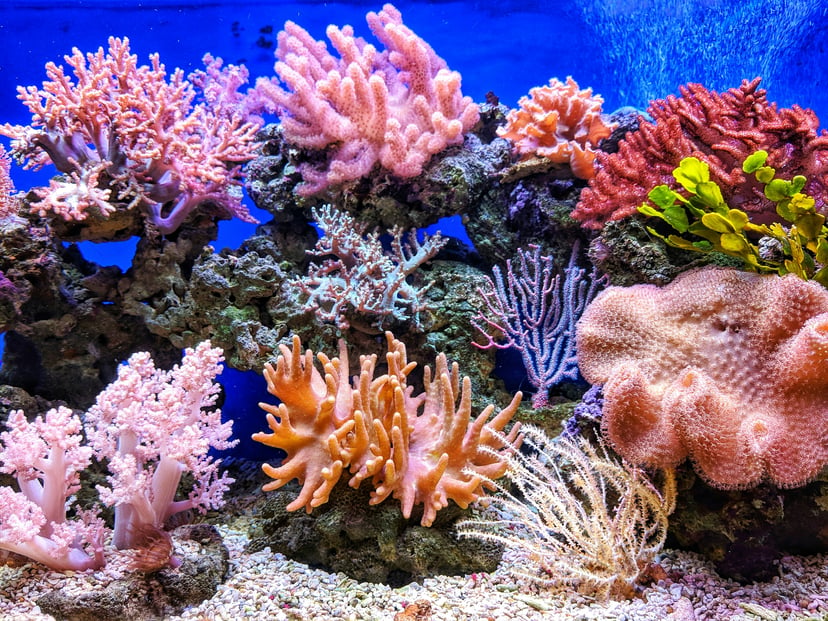 A colourful coral reef