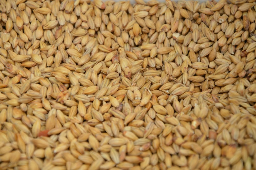 Close up of harvested grain