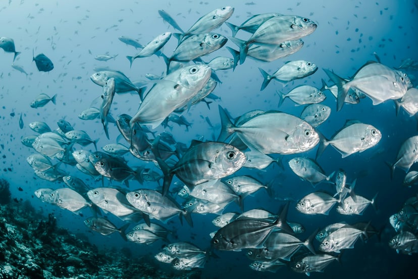 a shoal of tuna fish