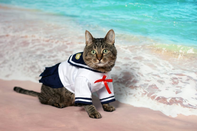 a cat on a beach wearing a sailor costume