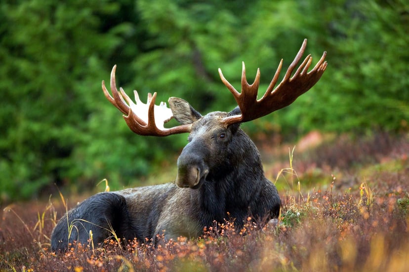 Close up of a moose in nature