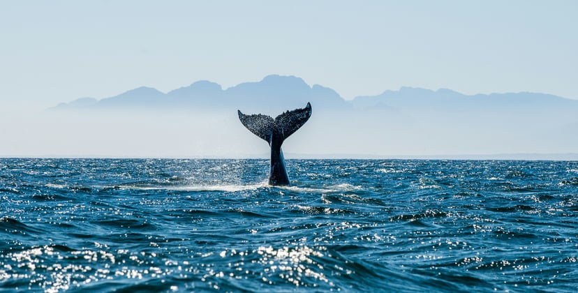A whale's tail lifting out of the ocean