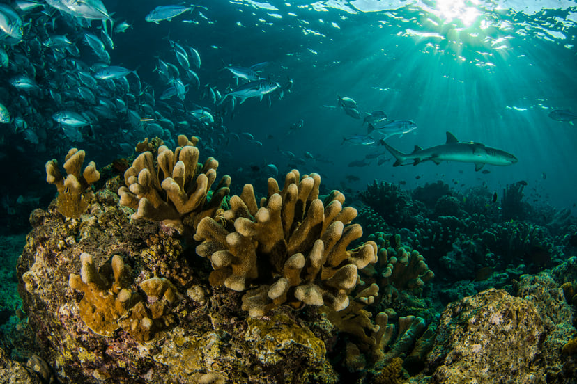 sharks swimming through a coral reef