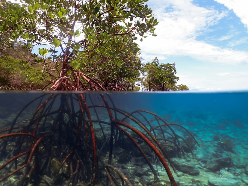 A mangrove forest along a shoreline