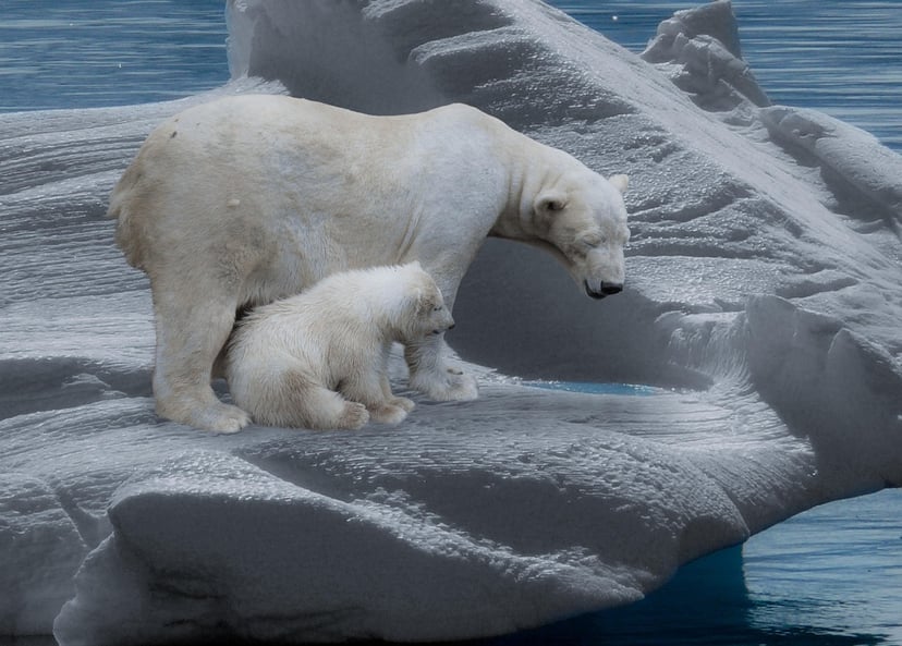 Polar bears on a shrinking icecap