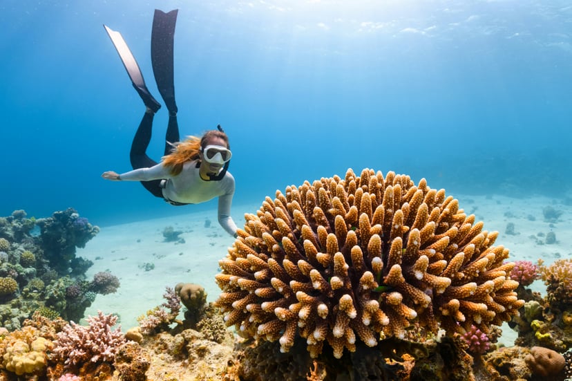 a diver exploring a coral reef