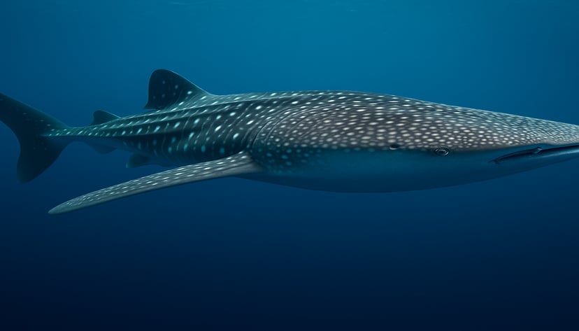a whale shark swimming through deep waters