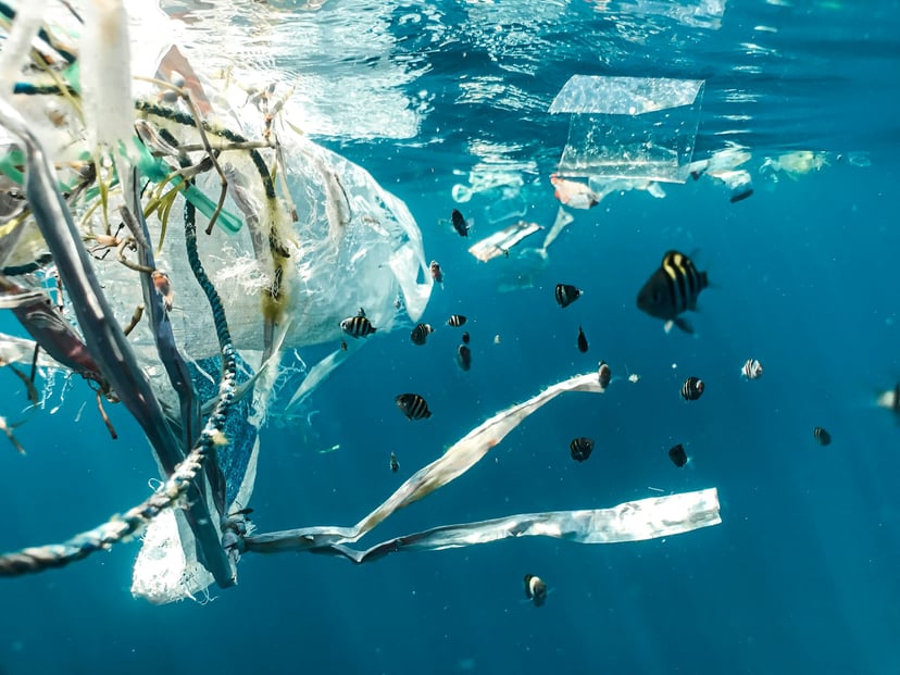 Fish swimming around a plastic bag caught in weeds