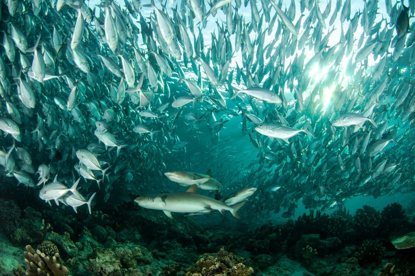 A shoal of tuna fish