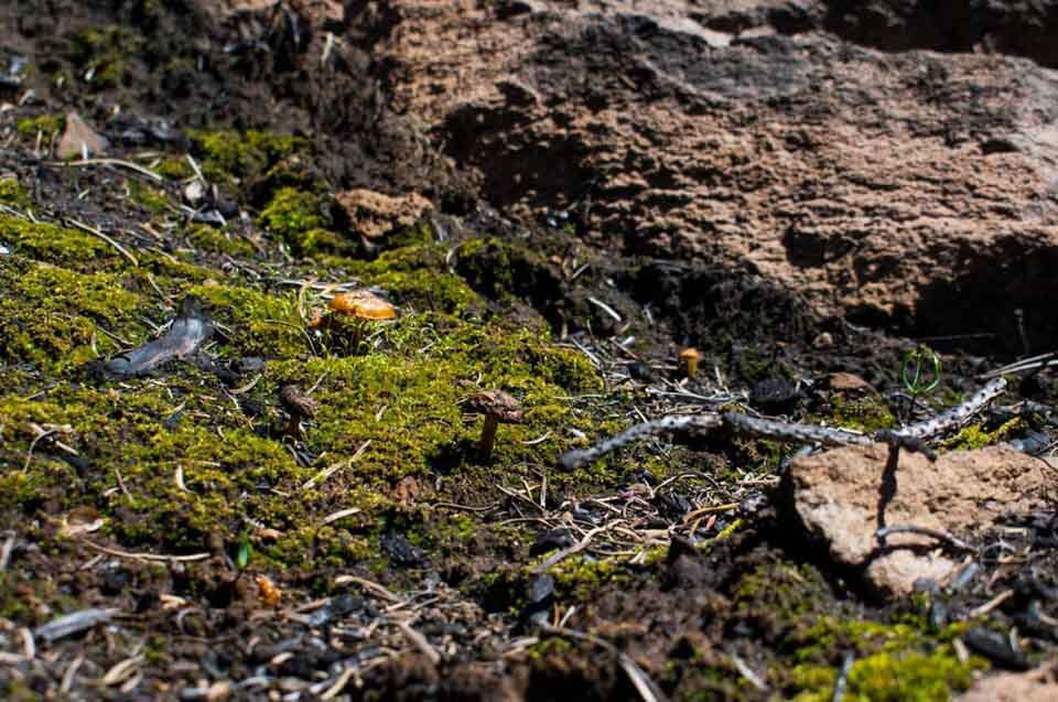 Mushroom Foraging Oregon