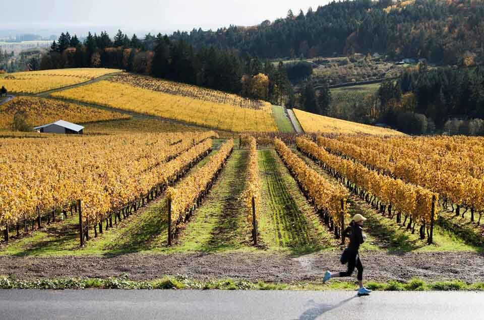 Oregon’s Wine Vineyard