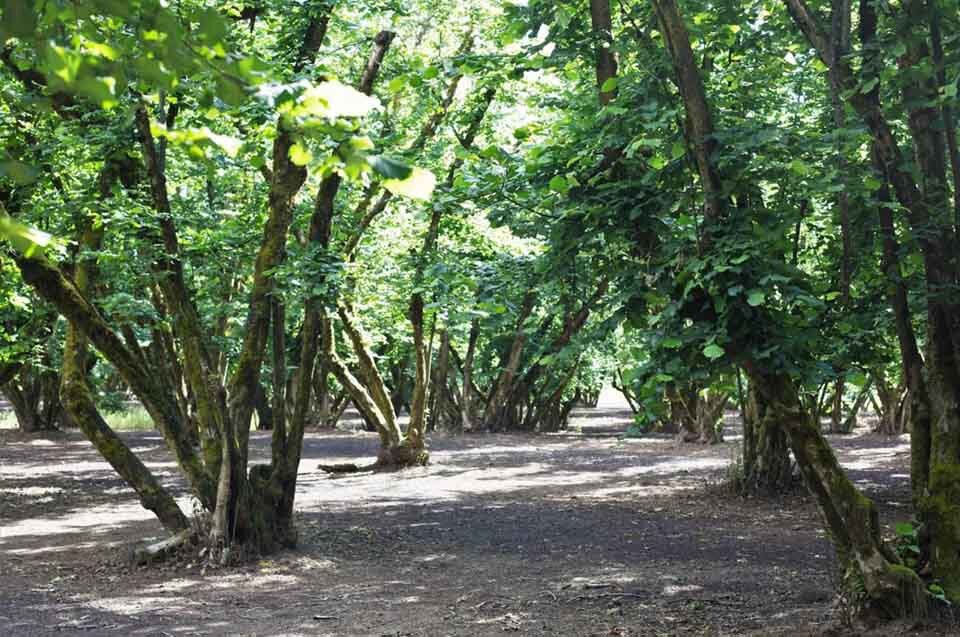 hazelnut orchard Springfield Oregon