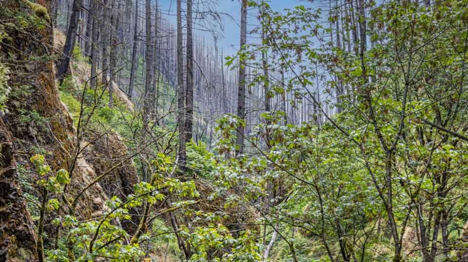 Oregon Wildfires