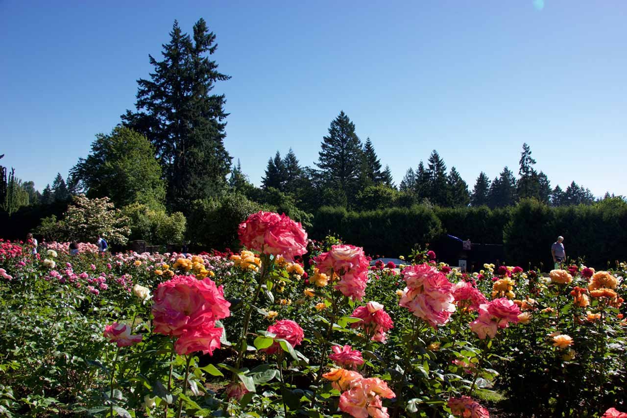International Rose Garden Portland Oregon