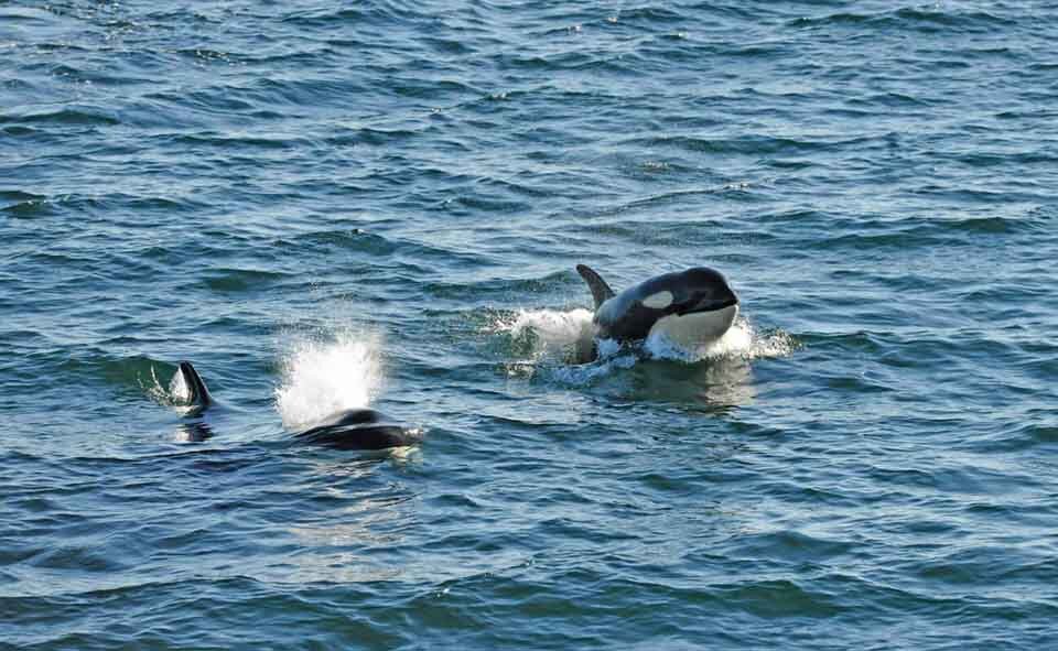 Southern Resident Orcas Activists