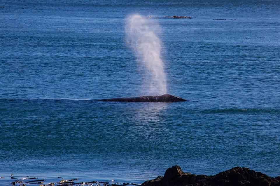 Gray Whale - Oregon Coast