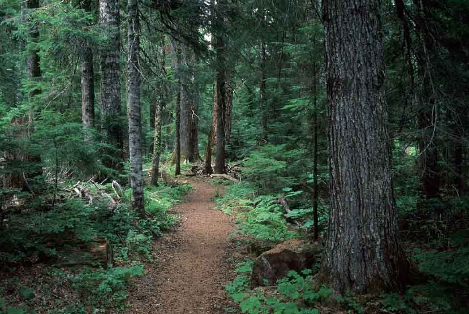 Protection of Old Growth Forests in Oregon