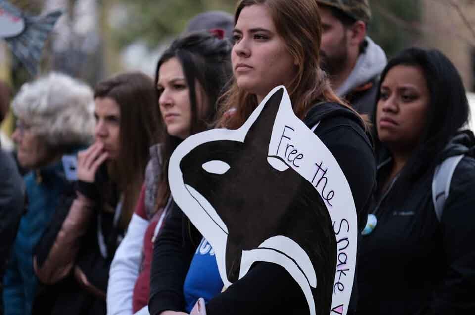 Southern Resident Orcas Activists