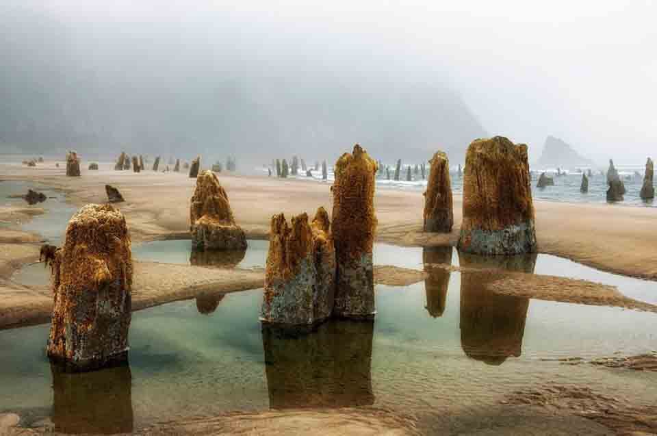 Before You Visit Neskowin Forest