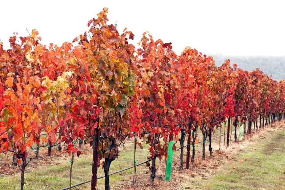 Umpqua Valley Vineyard - Roseburg, Oregon